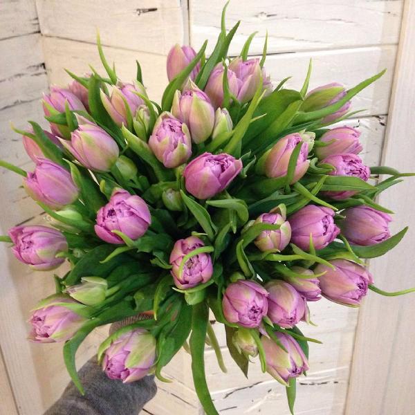 Купить букет / цветы Букет 35 тюльпанов в Москве с доставкой по отличной цене
