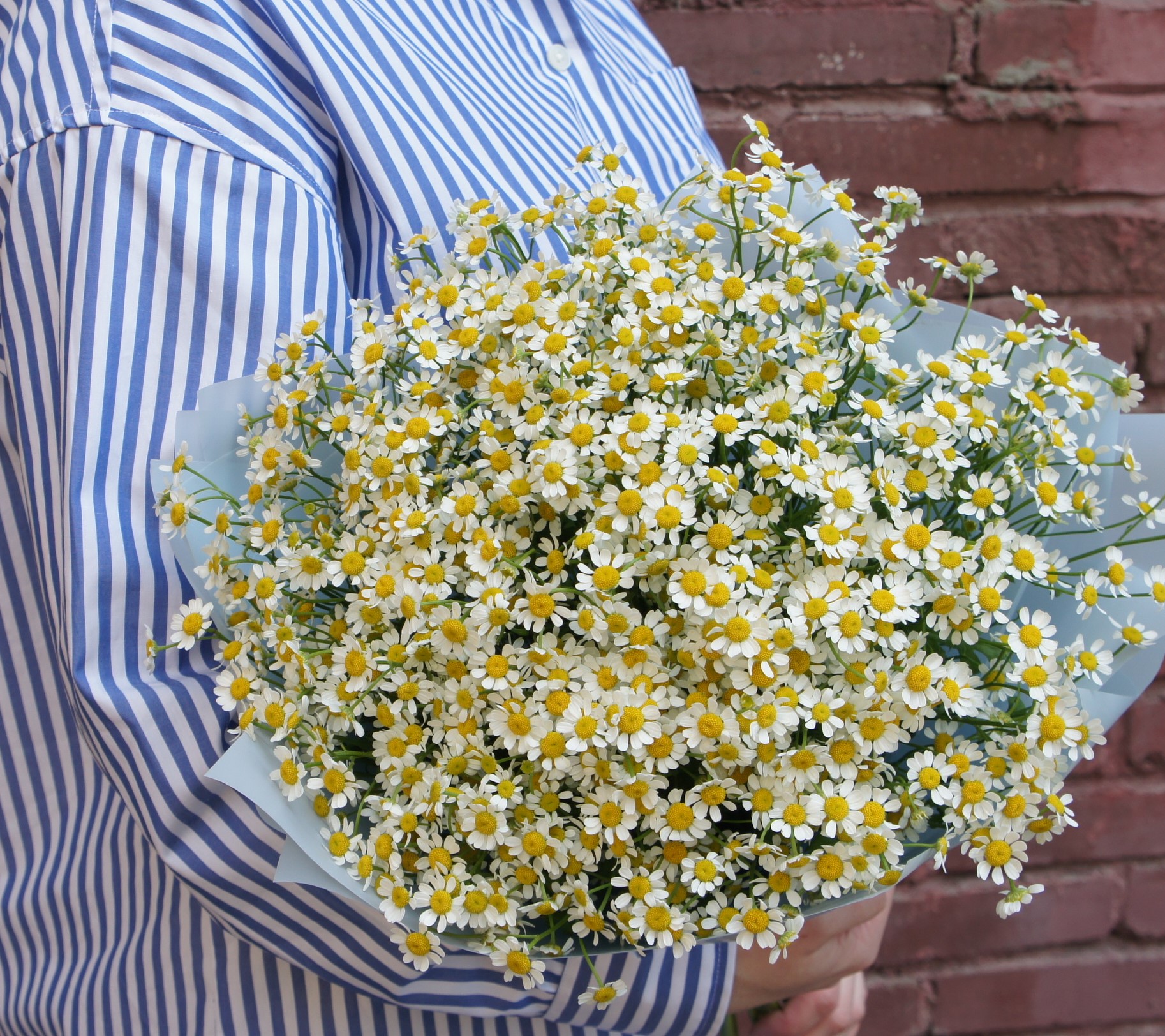 Купить букет / цветы ромашковое поле в Москве с доставкой по отличной цене